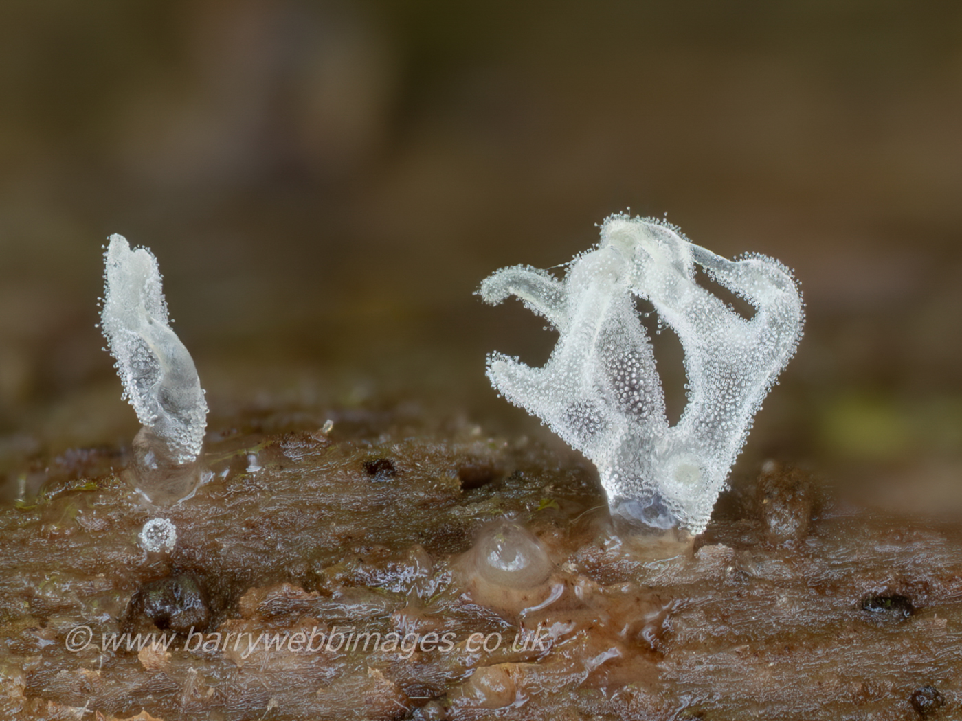 Photo © Barry Webb FRPS Ceratiomyxa fruticulosa by Barry Web FRPS